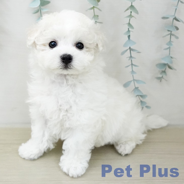 ビション・フリーゼ