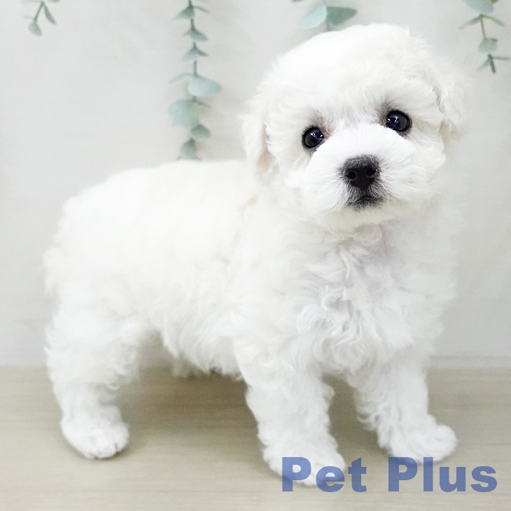 ビション・フリーゼ