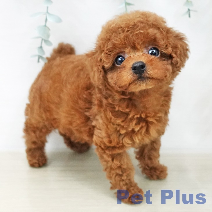 トイ・プードル