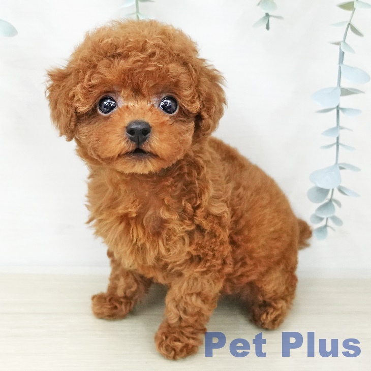 トイ・プードルの写真2