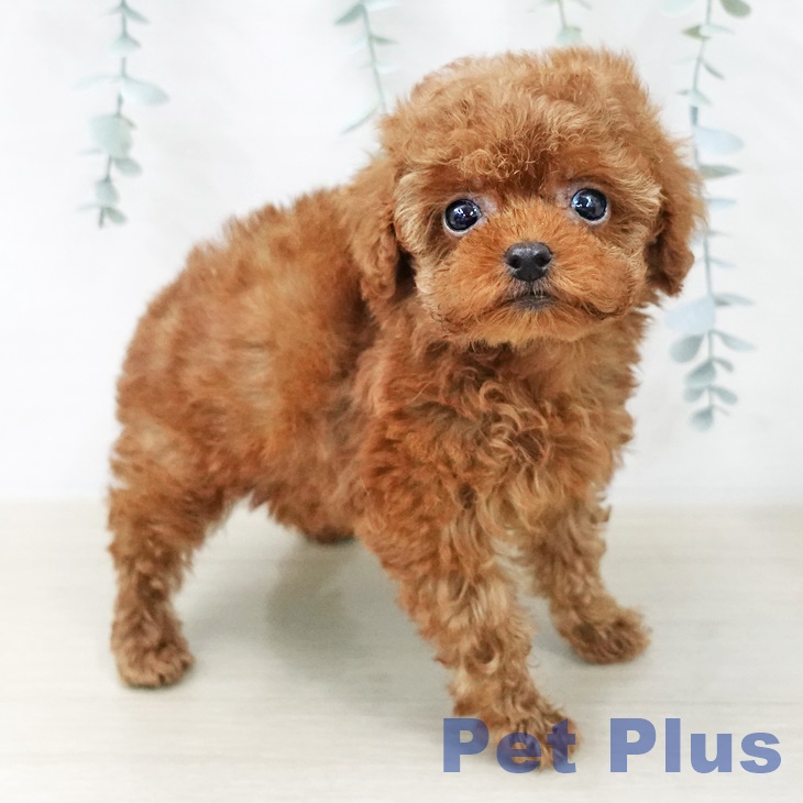 埼玉県のトイプードル(トイ) (ペットプラス 羽生店/2025年12月8日生まれ/女の子/レッド)の子犬の2枚目の画像