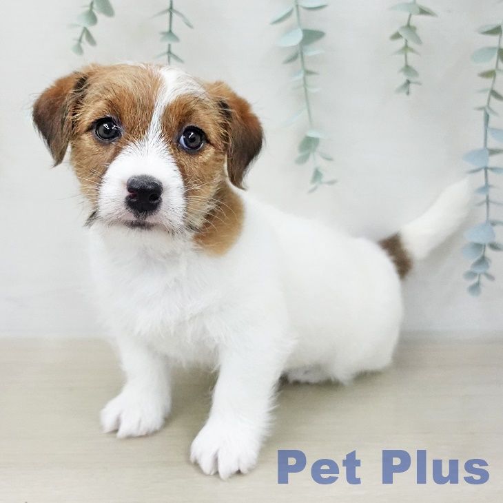 ジャック・ラッセル・テリアの写真2