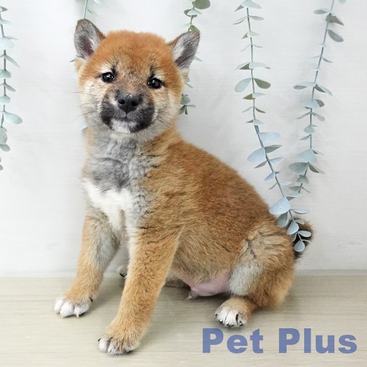 長野県の柴犬(標準サイズ) (ペットプラス 松本店/2025年12月7日生まれ/男の子/赤)の子犬の1枚目の画像