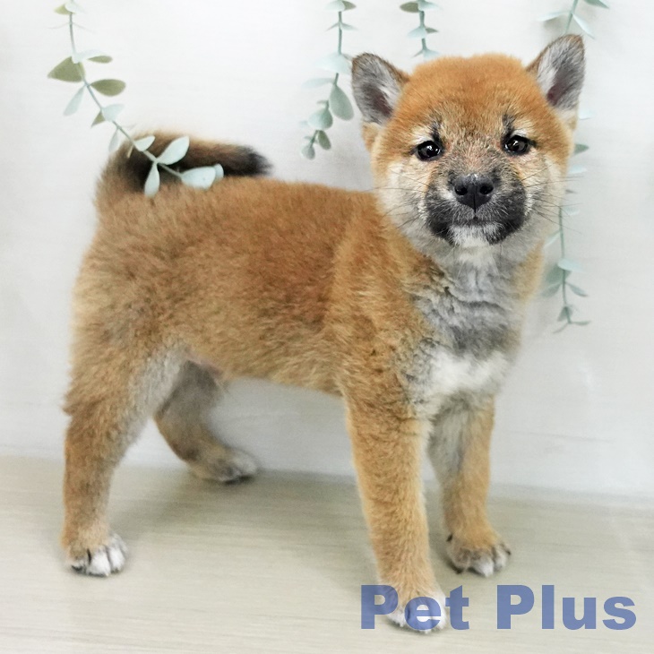 長野県の柴犬(標準サイズ) (ペットプラス 松本店/2025年12月7日生まれ/男の子/赤)の子犬の2枚目の画像