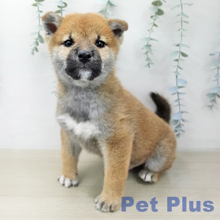 東京都の柴犬(標準サイズ) (ペットプラス 多摩平の森店/2025年12月7日生まれ/男の子/赤)の子犬の1枚目の画像