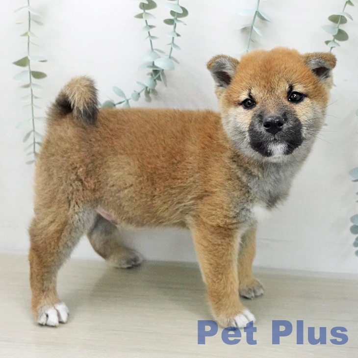 東京都の柴犬(標準サイズ) (ペットプラス 多摩平の森店/2025年12月7日生まれ/男の子/赤)の子犬の2枚目の画像