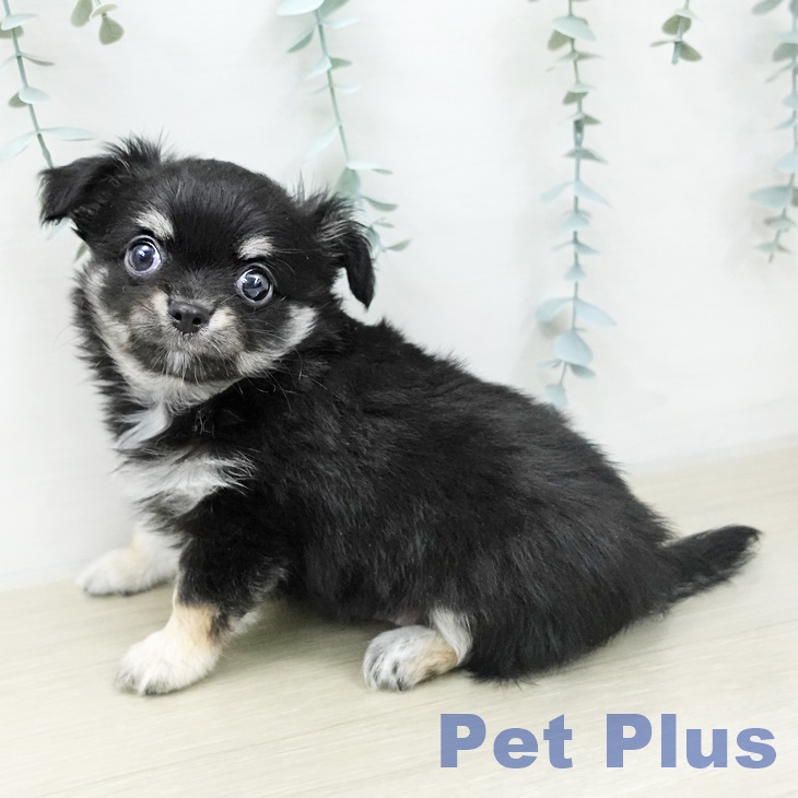 東京都のチワワ(ロング) (ペッツワン 南砂町SUNAMO店/2025年12月7日生まれ/男の子/ブラックタンホワイト)の子犬の1枚目の画像