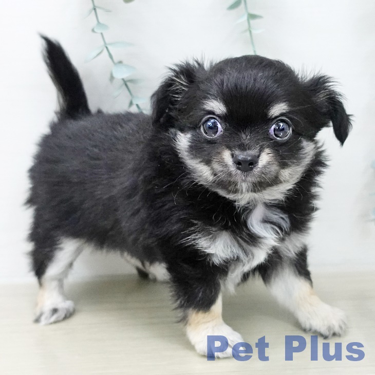 東京都のチワワ(ロング) (ペッツワン 南砂町SUNAMO店/2025年12月7日生まれ/男の子/ブラックタンホワイト)の子犬の2枚目の画像