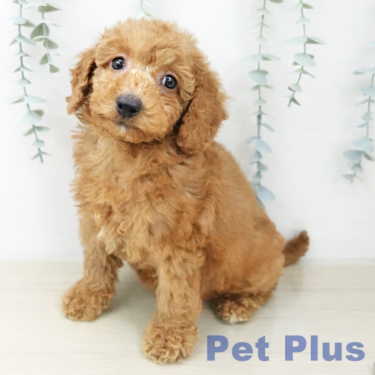 神奈川県のトイプードル(トイ) (ペットプラス 海老名店/2025年12月3日生まれ/女の子/レッド)の子犬の2枚目の画像