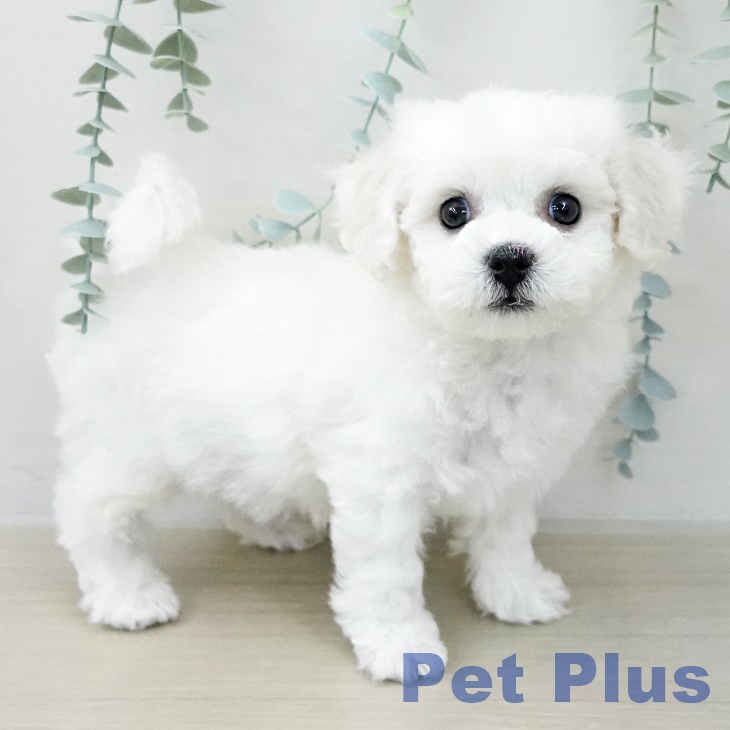 青森県のビションフリーゼ (ペットプラス 青森浜田店/2025年12月8日生まれ/男の子/ホワイト)の子犬の1枚目の画像
