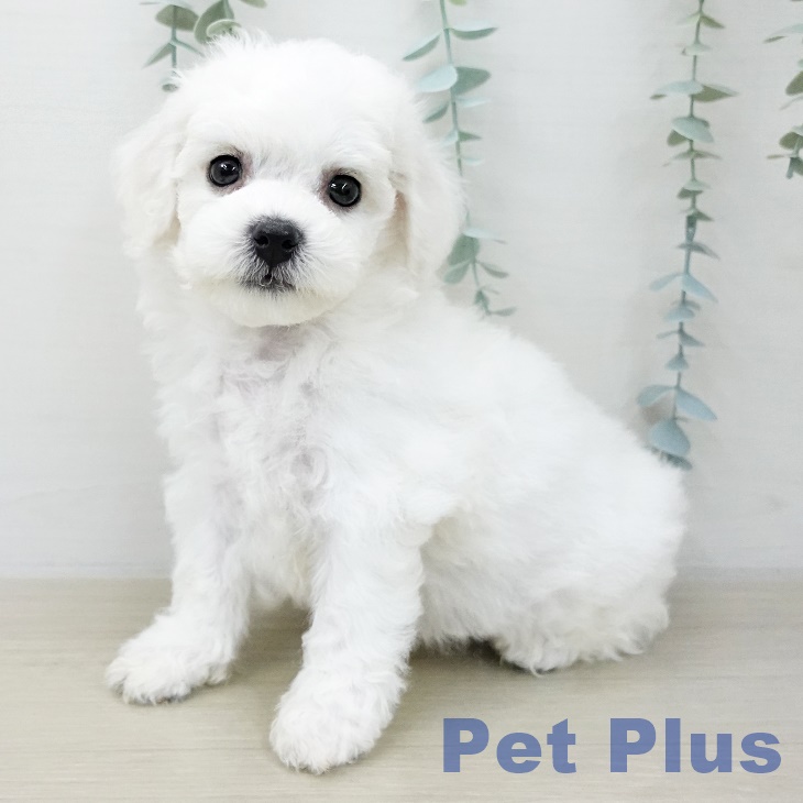 ビション・フリーゼ