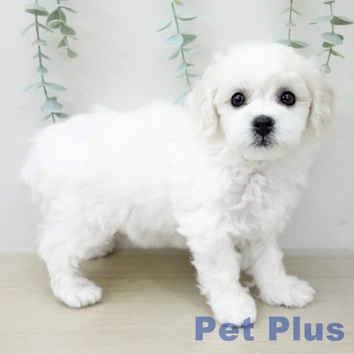 埼玉県のビションフリーゼ (ペットプラス クレアモール川越店/2025年12月8日生まれ/女の子/ホワイト)の子犬の2枚目の画像