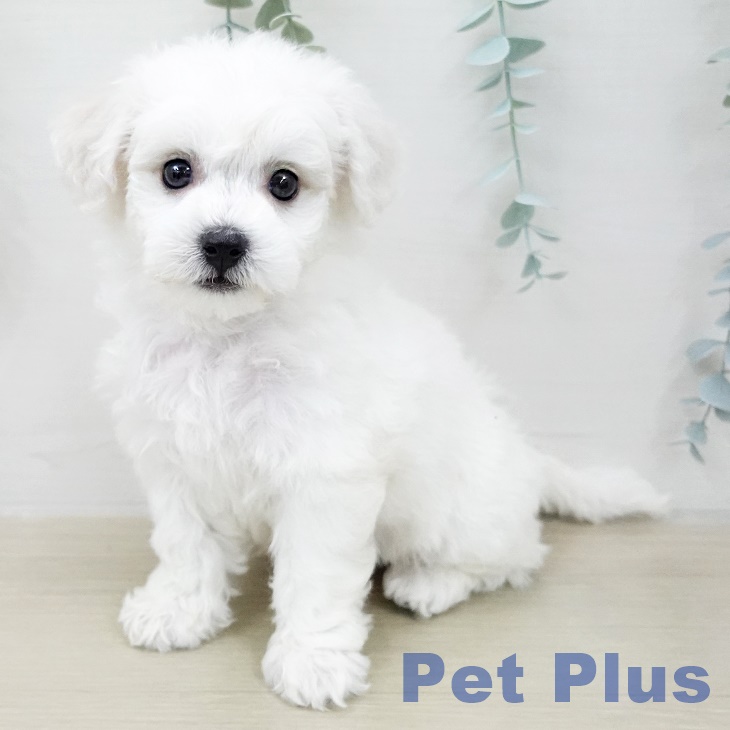 ビション・フリーゼの写真2