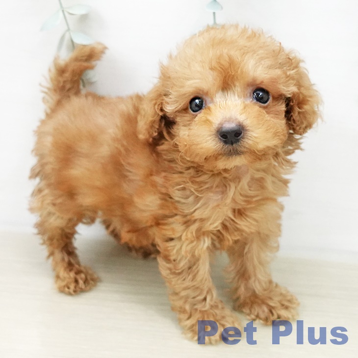 茨城県のトイプードル(トイ) (ペッツワン 古河店/2025年12月3日生まれ/女の子/アプリコット)の子犬の1枚目の画像