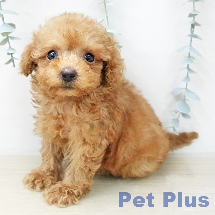 茨城県のトイプードル(トイ) (ペッツワン 古河店/2025年12月3日生まれ/女の子/アプリコット)の子犬の2枚目の画像