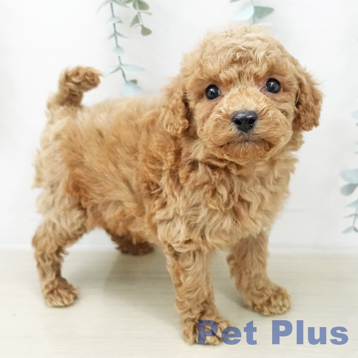 千葉県のトイプードル(トイ) (ペットプラス コトエ流山おおたかの森店/2025年12月8日生まれ/男の子/アプリコット)の子犬の1枚目の画像
