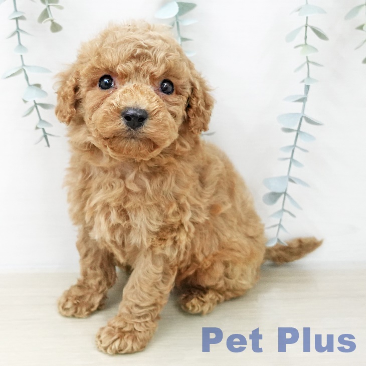 千葉県のトイプードル(トイ) (ペットプラス コトエ流山おおたかの森店/2025年12月8日生まれ/男の子/アプリコット)の子犬の2枚目の画像