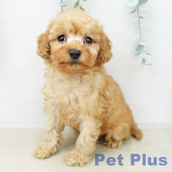 埼玉県のトイプードル(トイ) (ペットプラス 八潮店/2025年12月8日生まれ/女の子/アプリコット)の子犬の1枚目の画像