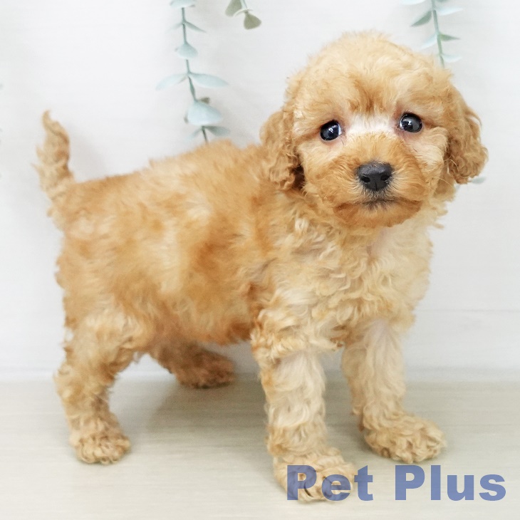 埼玉県のトイプードル(トイ) (ペットプラス 八潮店/2025年12月8日生まれ/女の子/アプリコット)の子犬の2枚目の画像