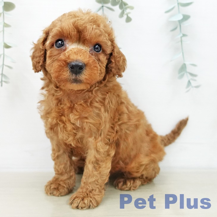 トイ・プードル