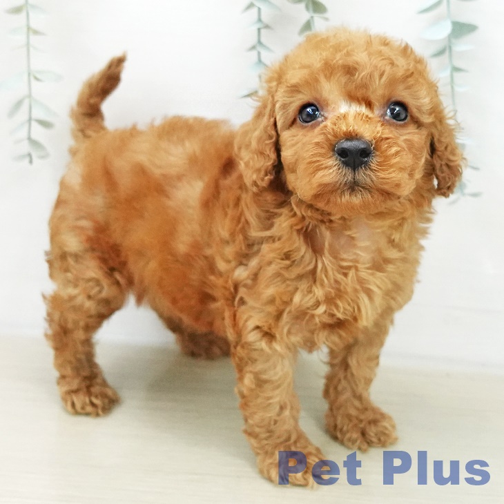 群馬県のトイプードル(トイ) (ペットプラス 前橋店/2025年12月8日生まれ/女の子/レッド)の子犬の2枚目の画像