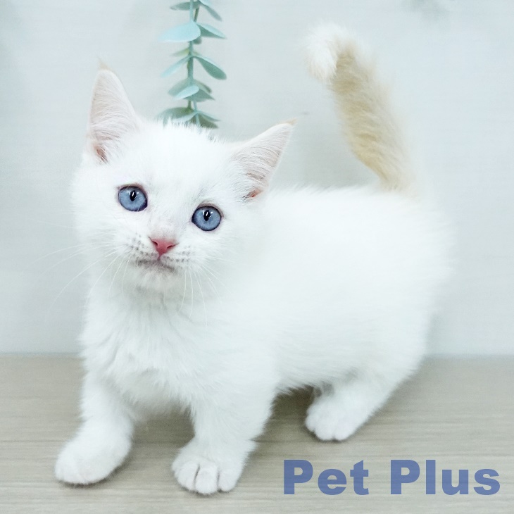 神奈川県のマンチカン (ペットプラス 湘南平塚店/2025年12月1日生まれ/男の子/クリームホワイトバン)の子猫の1枚目の画像