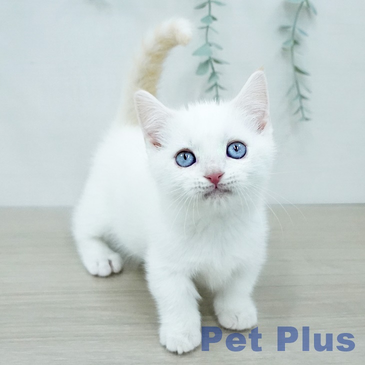 神奈川県のマンチカン (ペットプラス 湘南平塚店/2025年12月1日生まれ/男の子/クリームホワイトバン)の子猫の2枚目の画像