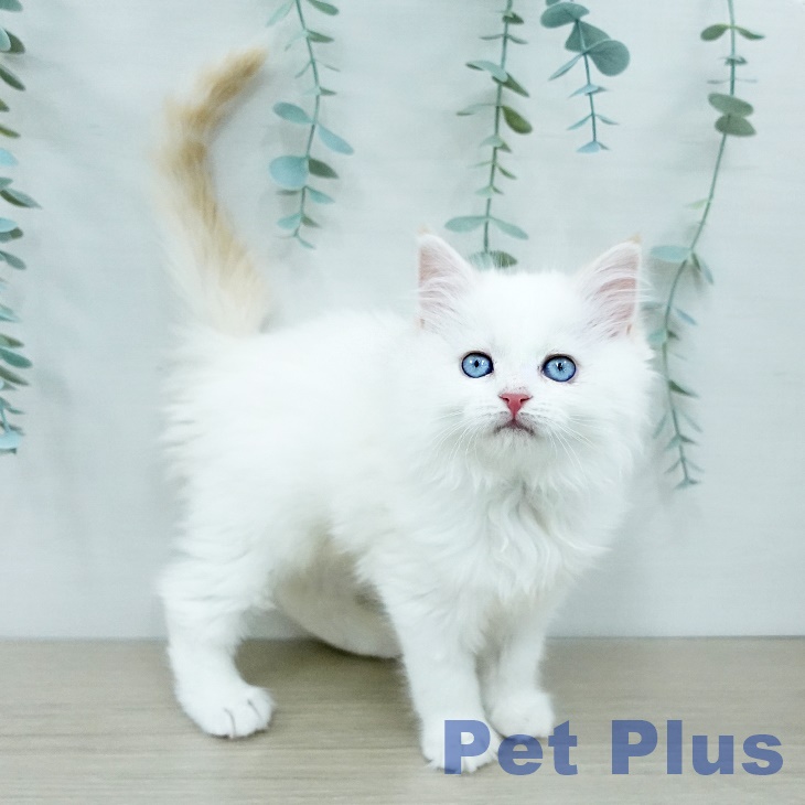 埼玉県のマンチカン (ペッツワン 吉川美南店/2025年12月1日生まれ/女の子/クリームホワイトバン)の子猫の1枚目の画像