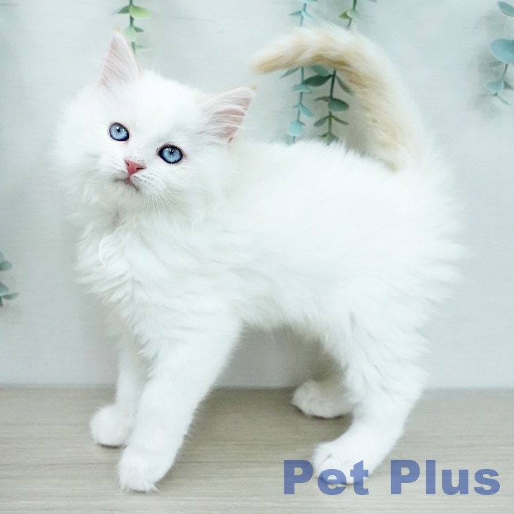 埼玉県のマンチカン (ペッツワン 吉川美南店/2025年12月1日生まれ/女の子/クリームホワイトバン)の子猫の2枚目の画像