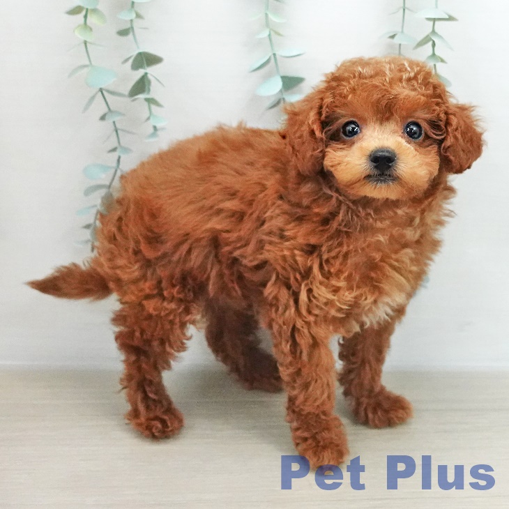 東京都のトイプードル(トイ) (ペットプラス 板橋店/2025年12月2日生まれ/男の子/レッド)の子犬の1枚目の画像