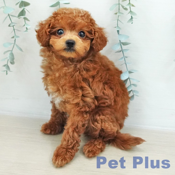 東京都のトイプードル(トイ) (ペットプラス 板橋店/2025年12月2日生まれ/男の子/レッド)の子犬の2枚目の画像