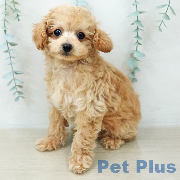 埼玉県のトイプードル(トイ) (ペットプラス ららぽーと新三郷店/2025年12月2日生まれ/男の子/アプリコット)の子犬の1枚目の画像
