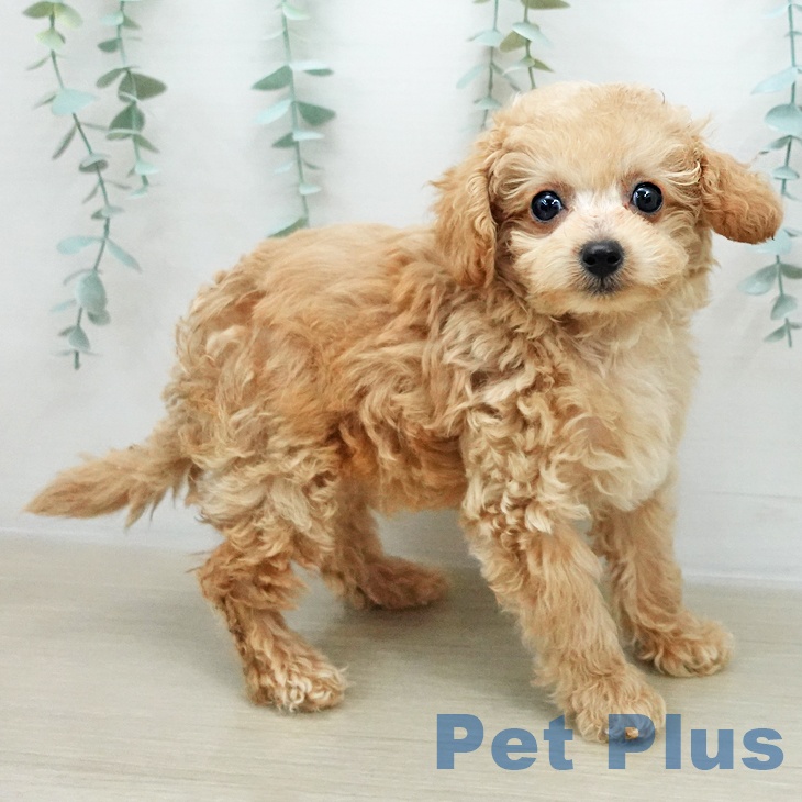 埼玉県のトイプードル(トイ) (ペットプラス ららぽーと新三郷店/2025年12月2日生まれ/男の子/アプリコット)の子犬の2枚目の画像