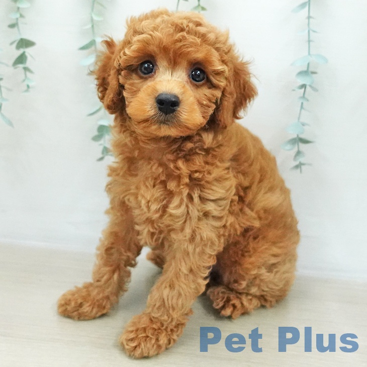 群馬県のトイプードル(トイ) (ペットプラス イオンモール太田店/2025年12月5日生まれ/男の子/レッド)の子犬の1枚目の画像