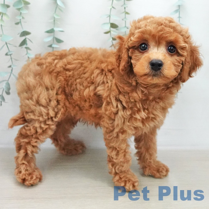 群馬県のトイプードル(トイ) (ペットプラス イオンモール太田店/2025年12月5日生まれ/男の子/レッド)の子犬の2枚目の画像