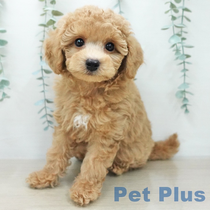 トイ・プードル