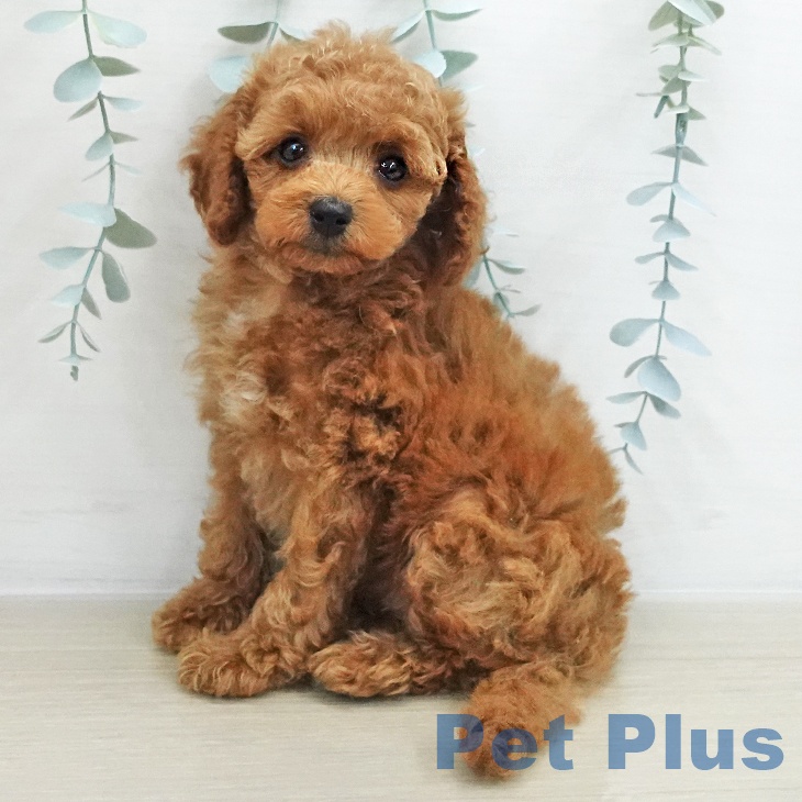 トイ・プードル