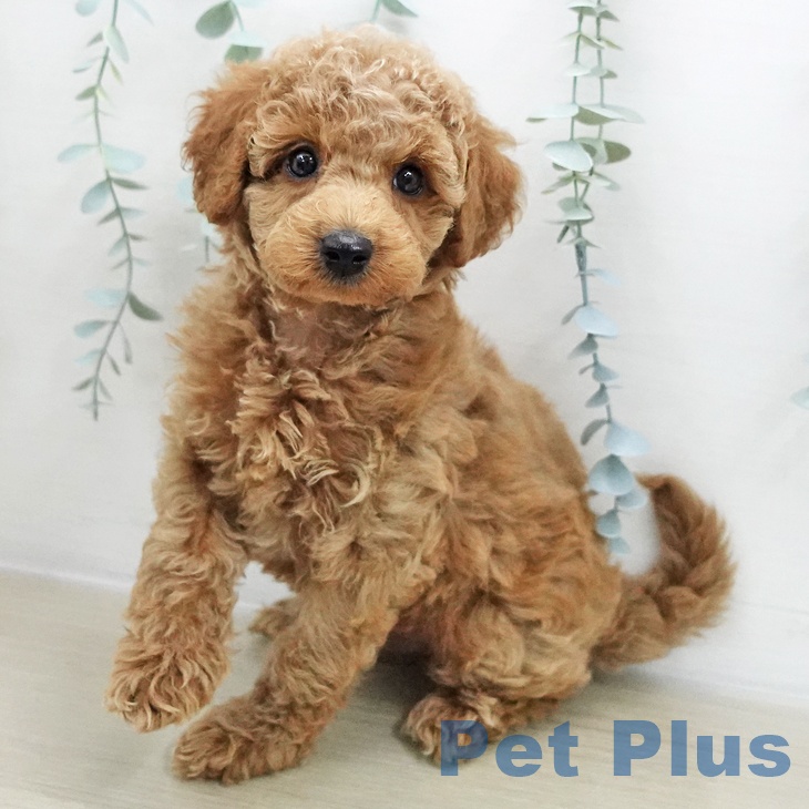 トイ・プードル