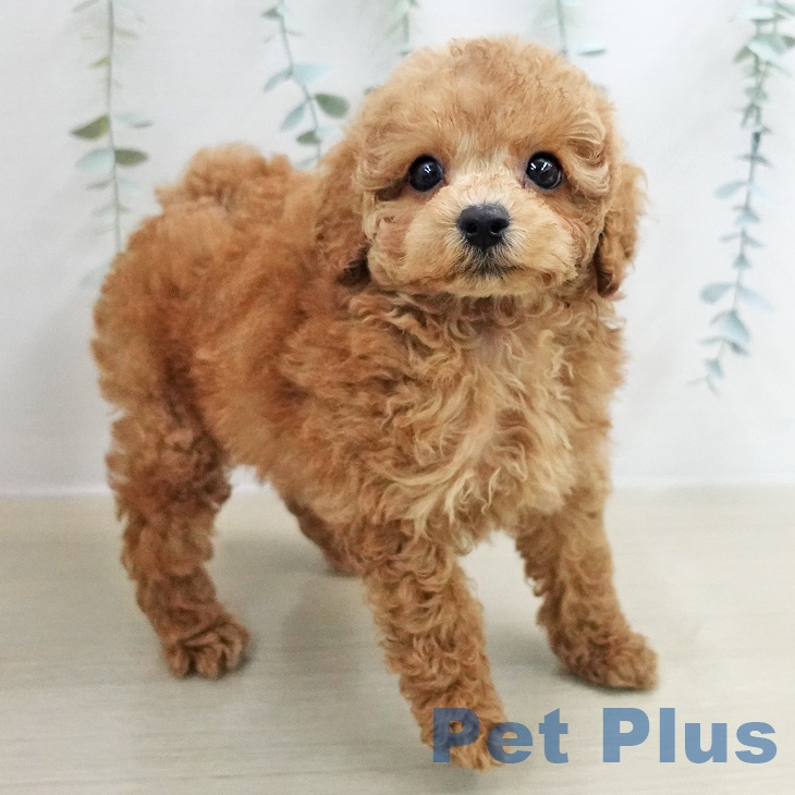 トイ・プードル