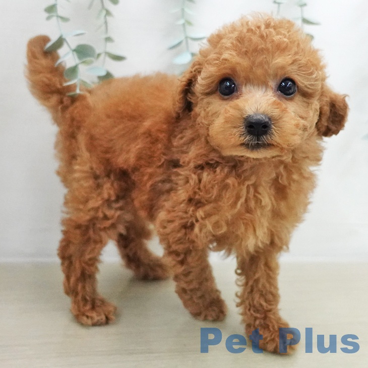 トイ・プードル