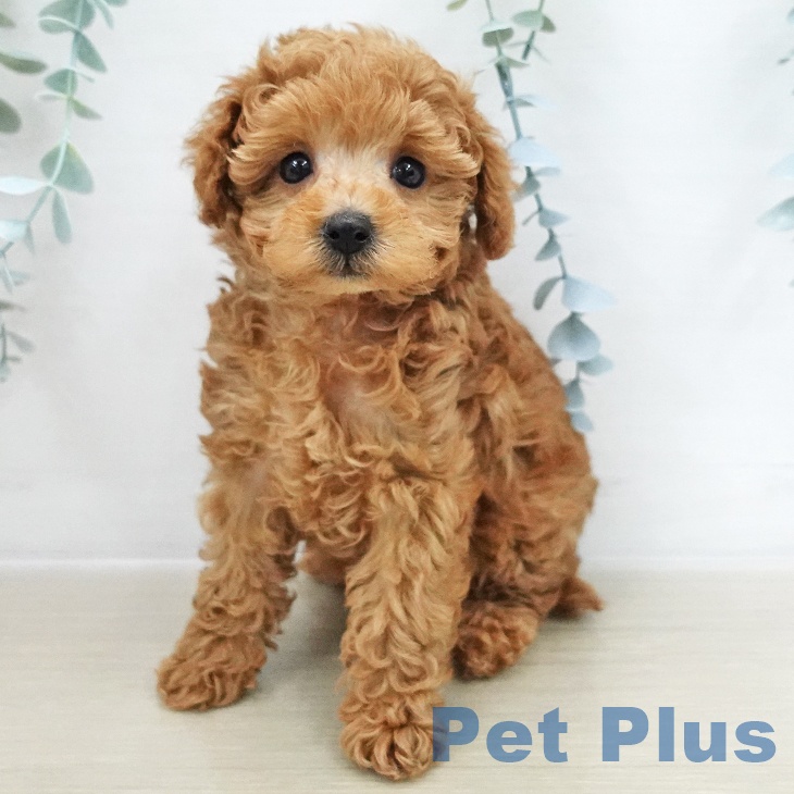 トイ・プードル