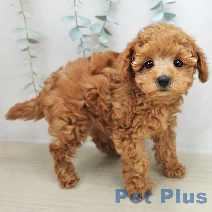 トイ・プードルの写真2