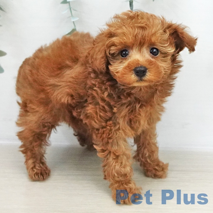 東京都のトイプードル(トイ) (ペットプラス アクアシティお台場店/2025年12月7日生まれ/女の子/レッド)の子犬の1枚目の画像