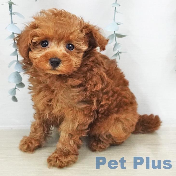 東京都のトイプードル(トイ) (ペットプラス アクアシティお台場店/2025年12月7日生まれ/女の子/レッド)の子犬の2枚目の画像
