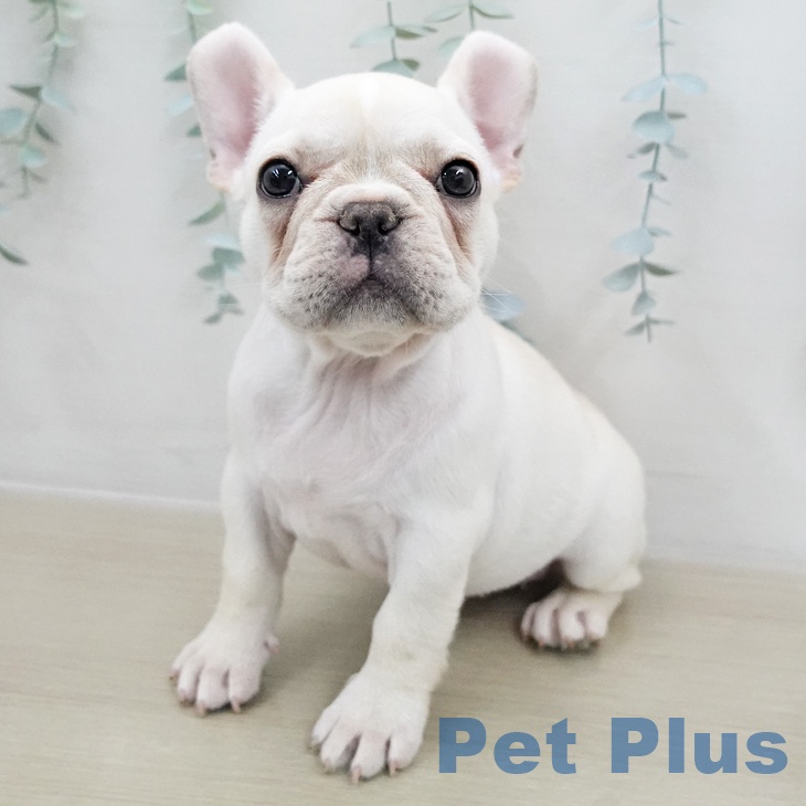 千葉県のフレンチブルドッグ (ペットプラス 幕張新都心店/2025年12月2日生まれ/女の子/クリーム)の子犬の1枚目の画像
