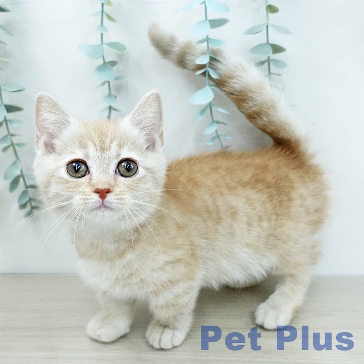 埼玉県のマンチカン (ペットプラス 川口店/2025年11月18日生まれ/女の子/クリームタビー)の子猫の1枚目の画像