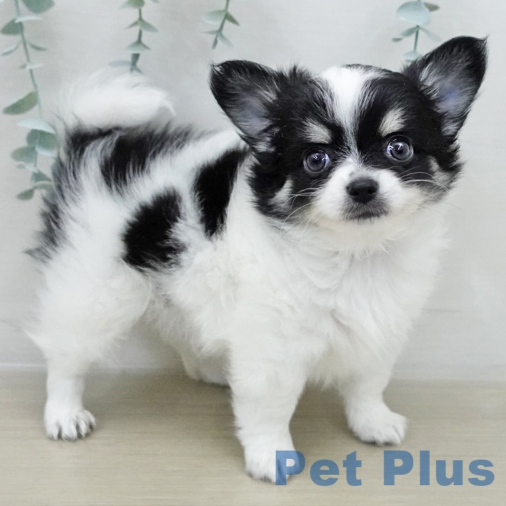 神奈川県のチワワ(ロング) (ペットプラス 天王町店/2025年12月7日生まれ/男の子/ホワイトブラックタン)の子犬の1枚目の画像