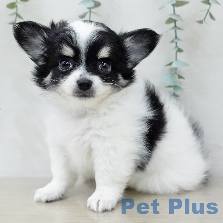 神奈川県のチワワ(ロング) (ペットプラス 天王町店/2025年12月7日生まれ/男の子/ホワイトブラックタン)の子犬の2枚目の画像