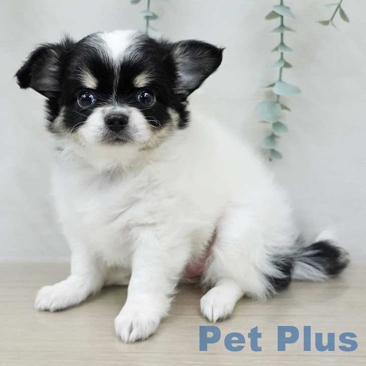 青森県のチワワ(ロング) (ペットプラス 青森浜田店/2025年12月7日生まれ/女の子/ホワイトブラックタン)の子犬の1枚目の画像