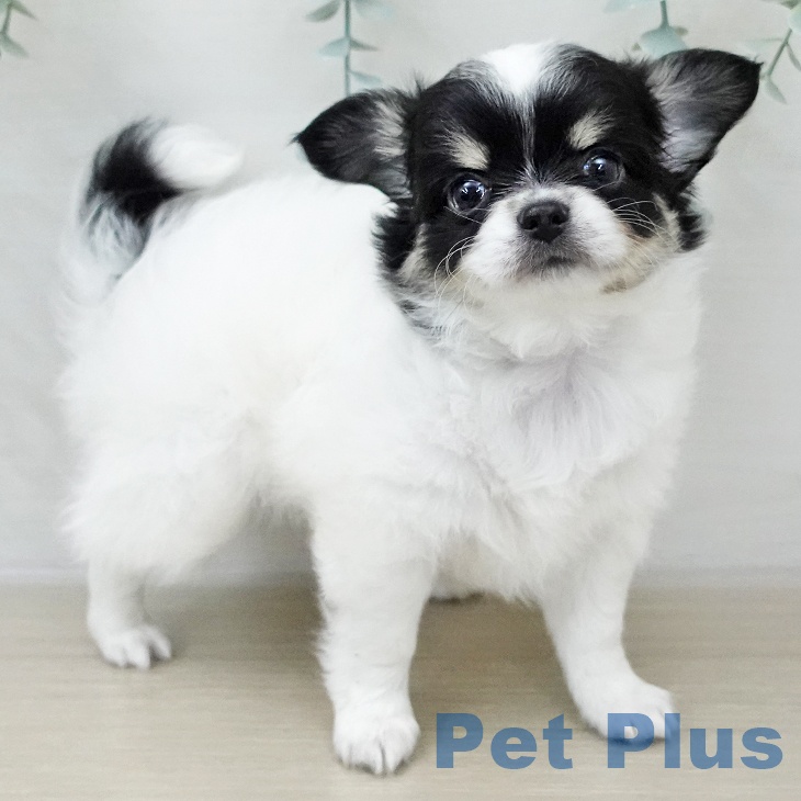 青森県のチワワ(ロング) (ペットプラス 青森浜田店/2025年12月7日生まれ/女の子/ホワイトブラックタン)の子犬の2枚目の画像